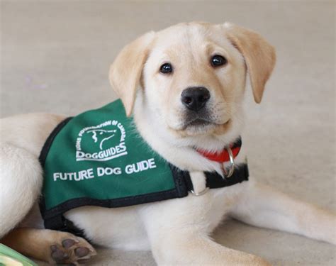 guide dogs of canada